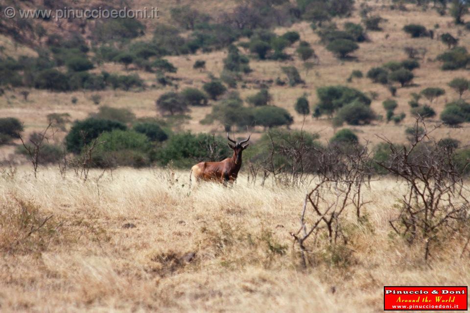 Ethiopia - Netch Sar Park - 75 - Swaynes Hartebeest.jpg